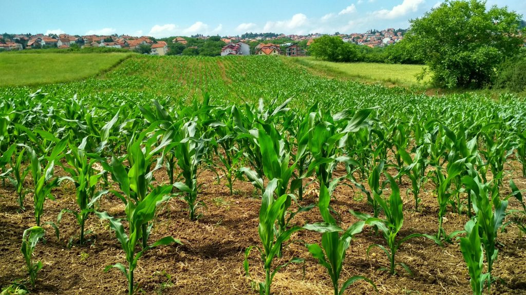 pexels flambo agriculture