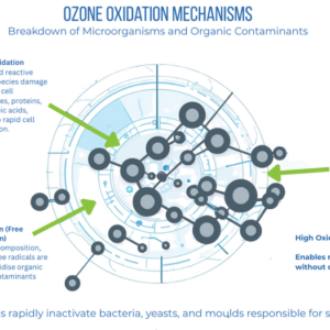 Postharvest Preservation of Fruits and Vegetables Using Ozone