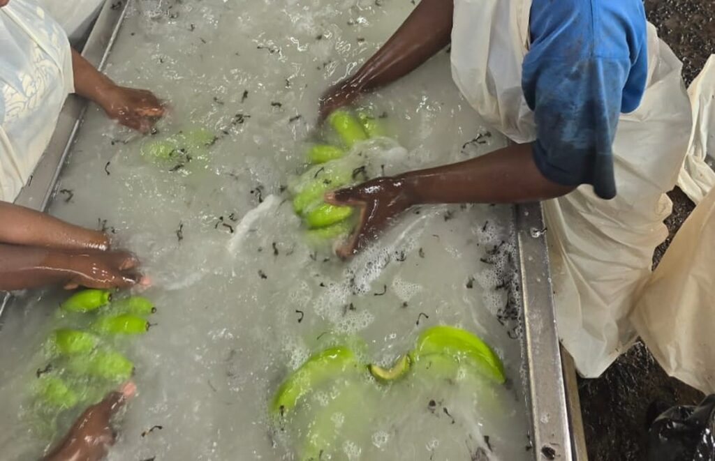 Bananas being rinsed in a packhouse rinse bath